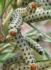 Red-headed Pine Sawfly